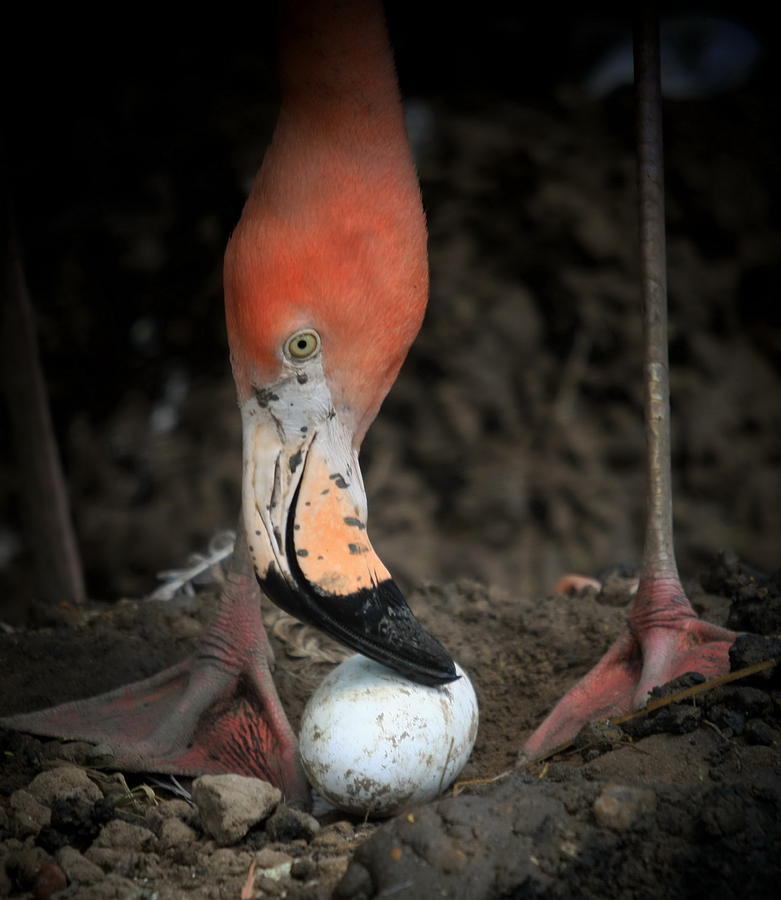 Flamingo With Egg Photograph by Butch Ramirez