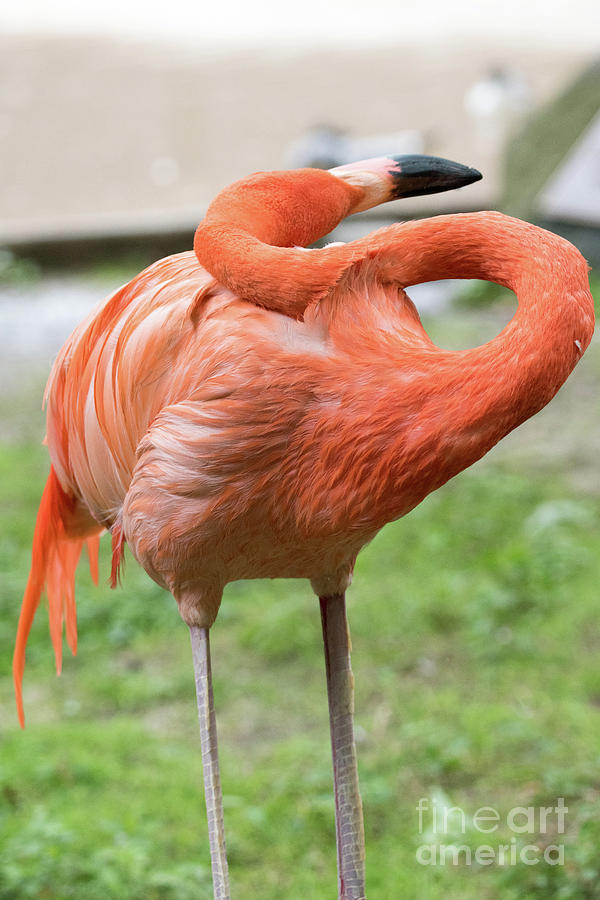 Flamingo Photograph - Flamingo Yoga by Tom Horsch Photography