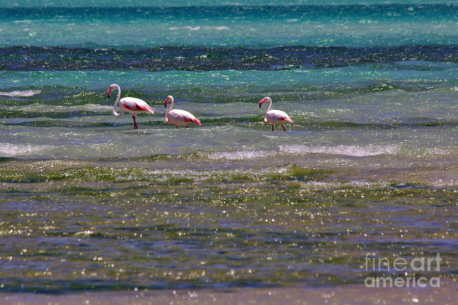 Flamingoes at Magaruque Photograph by Jeremy Hayden