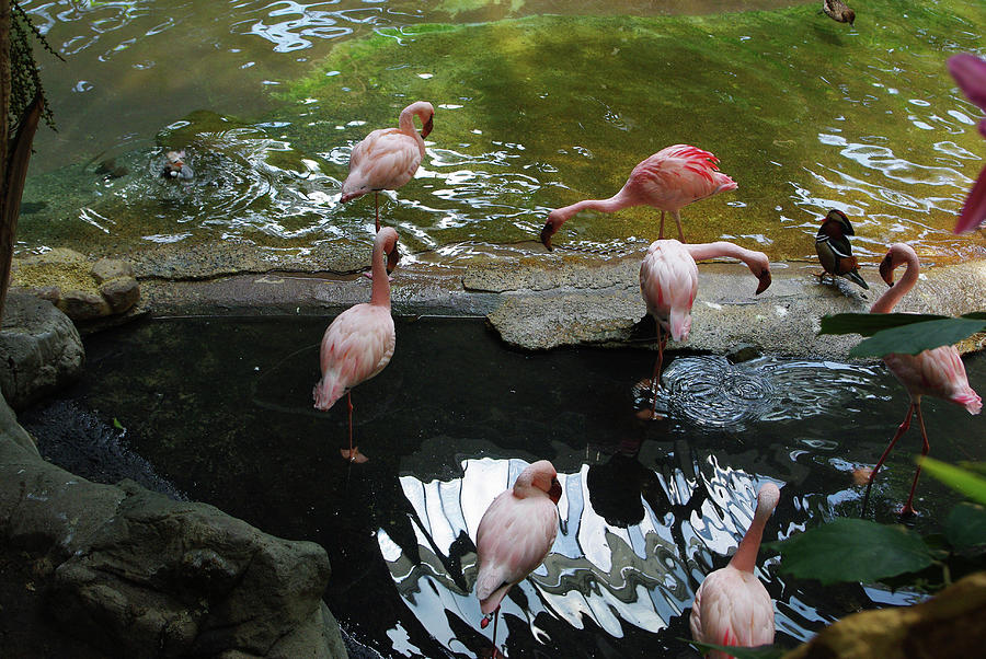 Flamingo Photograph - Flamingoes at the Zoo by Alice Markham