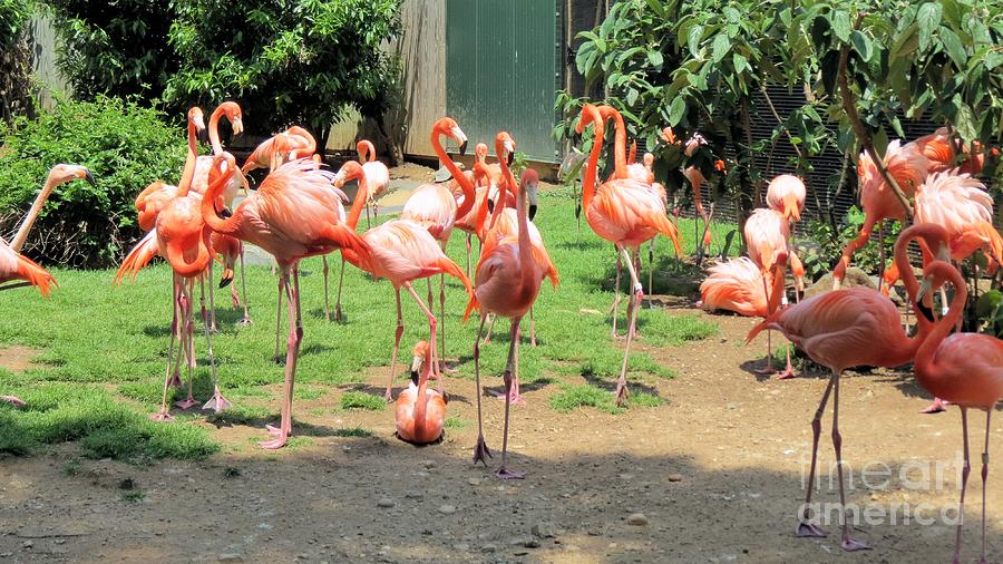 Flamingoes Photograph