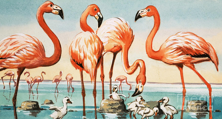 Flamingo Painting - Flamingoes by English School