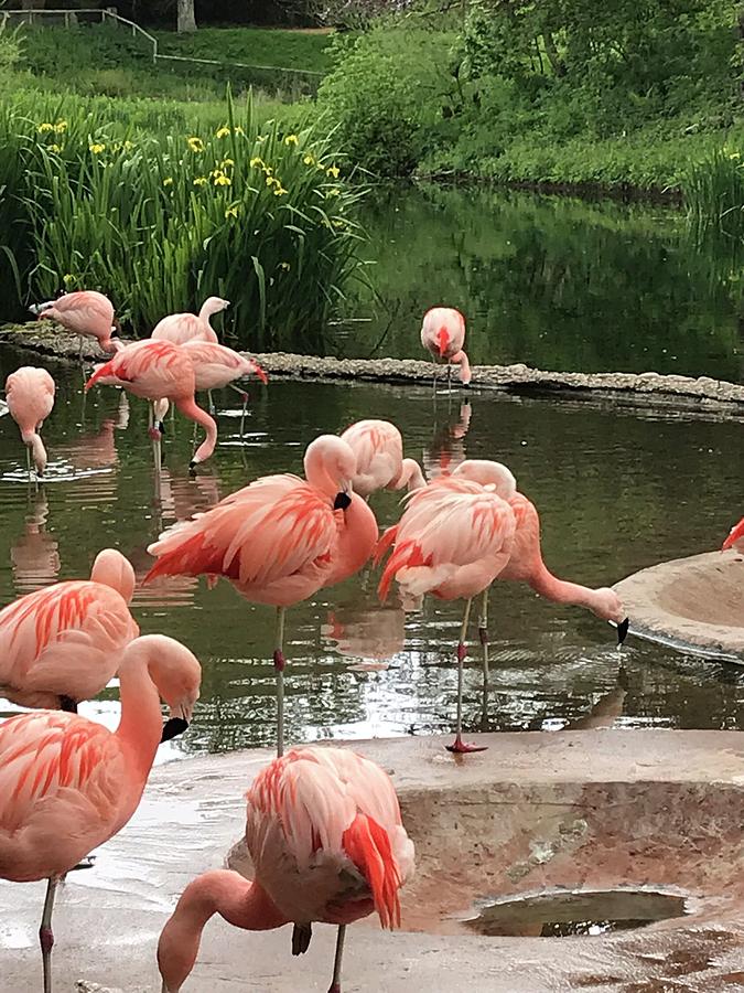 Flamingoes at Jersey Zoo, Channel Islands Photograph by Peta Jane