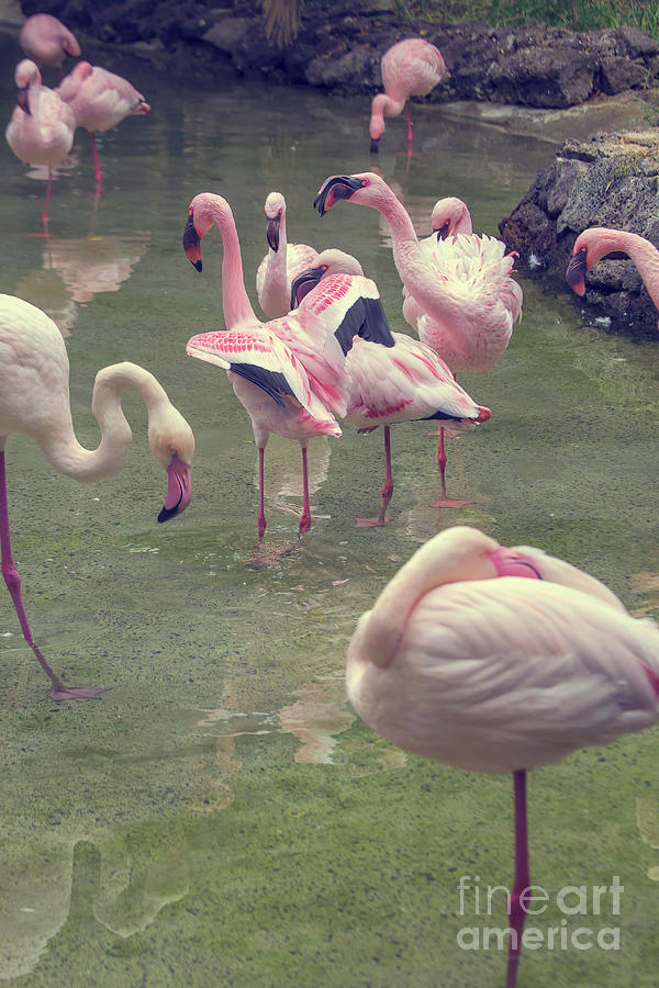 Flamingoes Photograph by Patricia Hofmeester