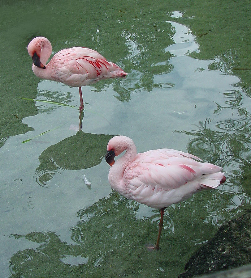 Flamingoes Posing Photograph by Shirley Heyn