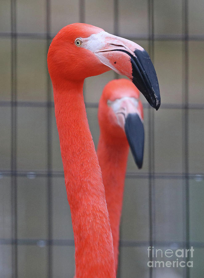 Flamingos 0088 Photograph by Jack Schultz