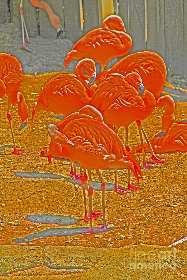 Flamingos 1 Photograph by David Frederick