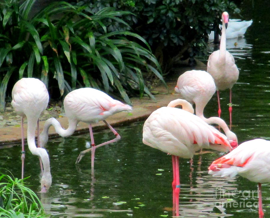 Flamingos 1 Photograph by Randall Weidner