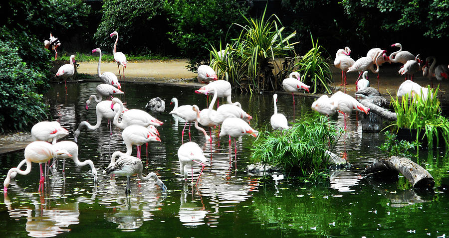 Flamingos 1 Photograph by Ron Kandt