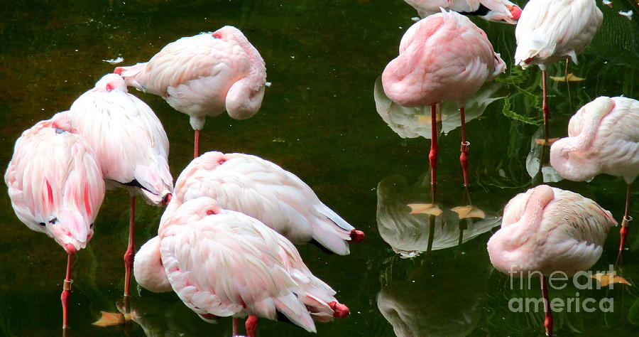 Flamingos 10 Photograph by Randall Weidner