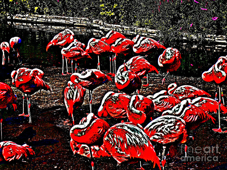 Flamingos 2 Photograph by David Frederick