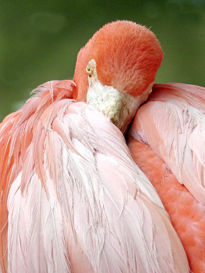 Flamingos 2 Photograph by JustJeffAz Photography