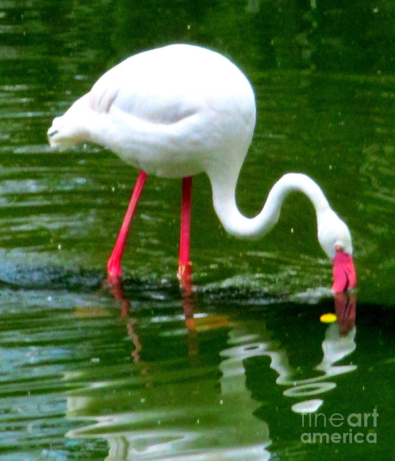 Flamingos 2 Photograph by Randall Weidner