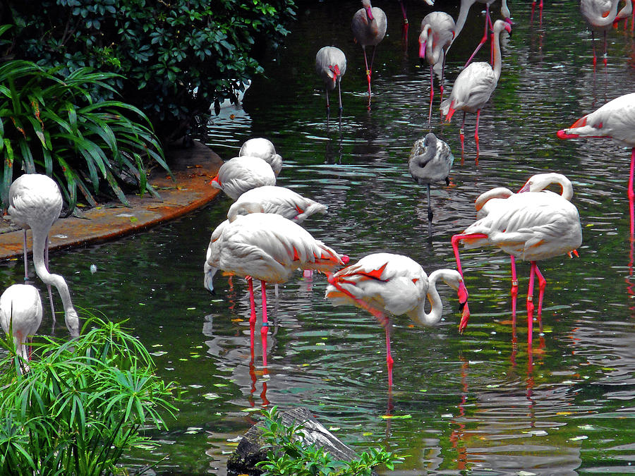 Flamingos 2 Photograph by Ron Kandt