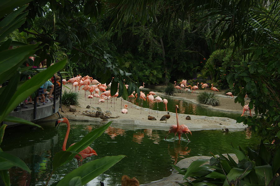 Flamingos 2 San diego Zoo Photograph by Phyllis Spoor