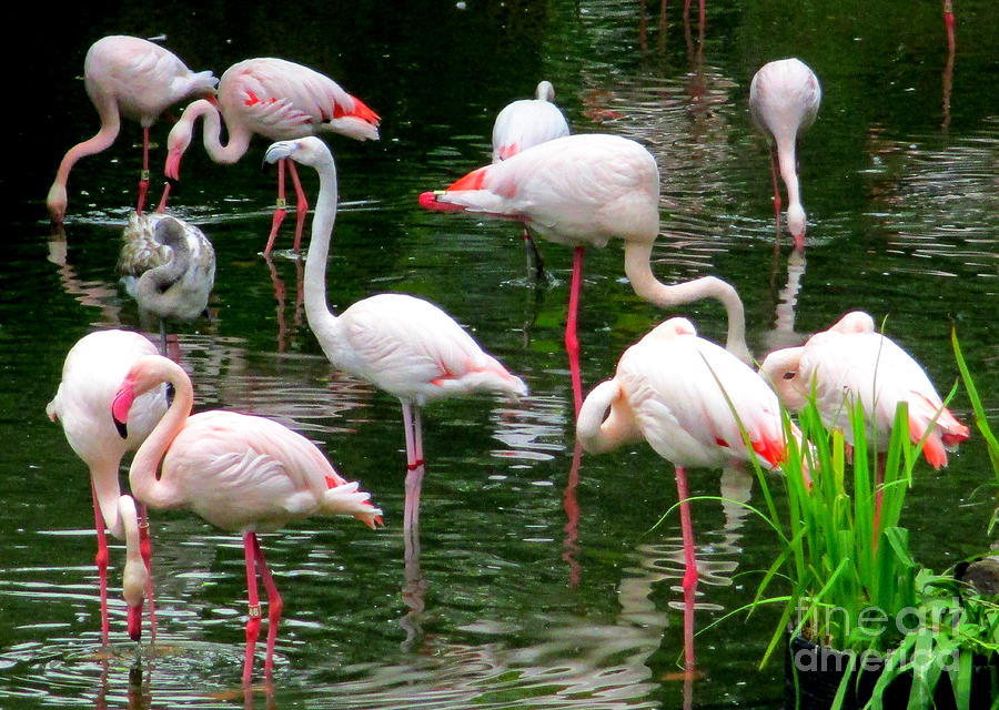 Flamingos 3 Photograph by Randall Weidner