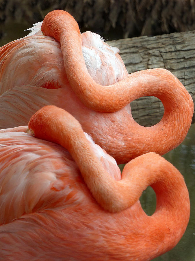 Flamingos 4 Photograph by JustJeffAz Photography