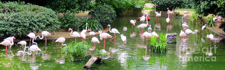 Flamingos 4 Photograph by Randall Weidner