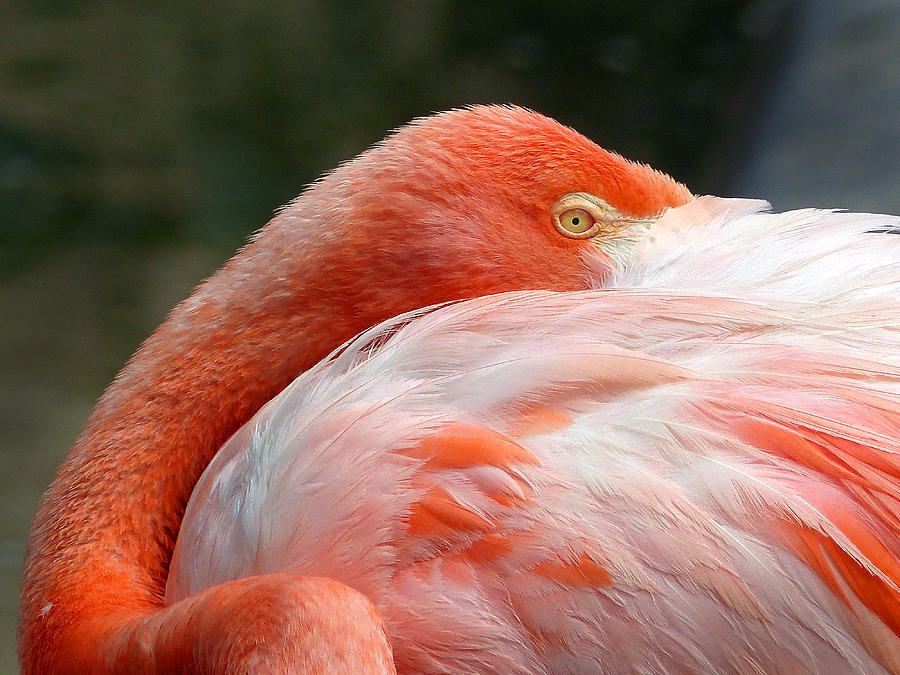 Flamingos 5 Photograph by JustJeffAz Photography