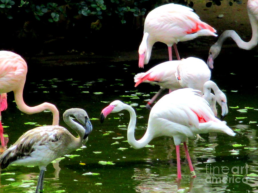 Flamingos 5 Photograph by Randall Weidner
