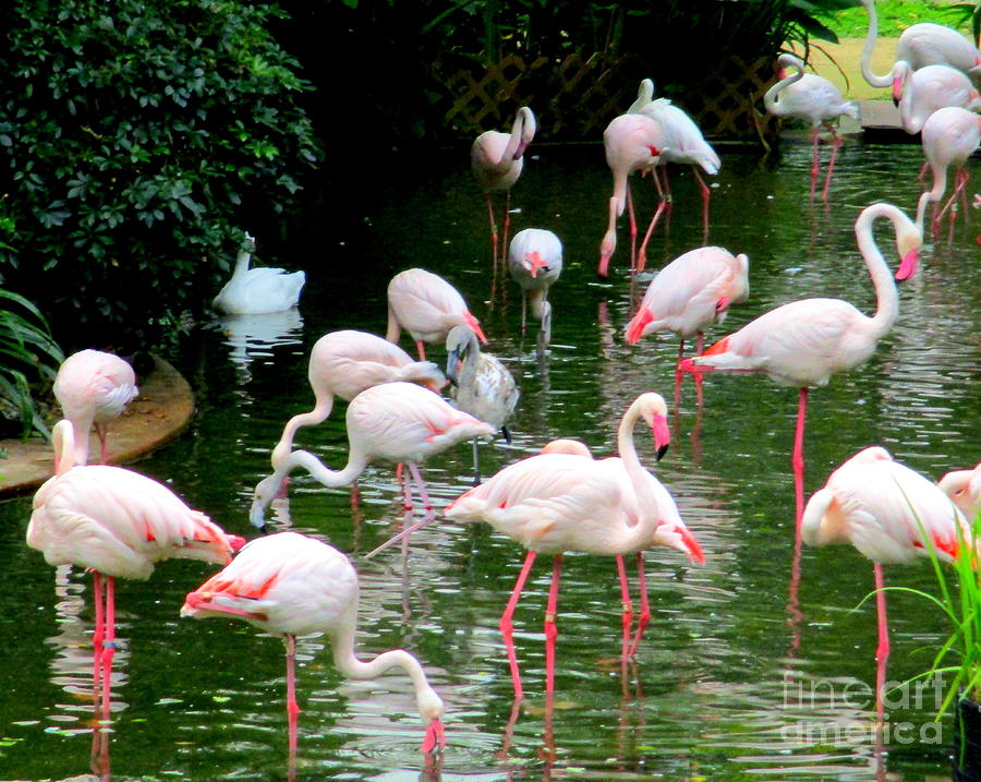 Flamingos 6 Photograph by Randall Weidner