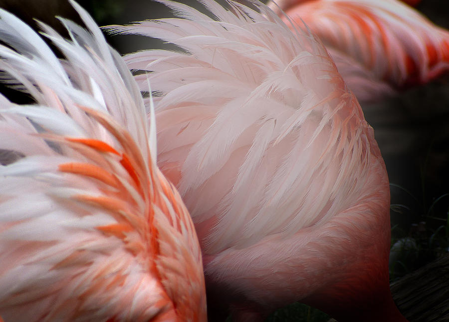 Flamingos 7 Photograph by JustJeffAz Photography