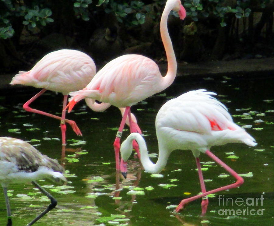 Flamingos 8 Photograph by Randall Weidner