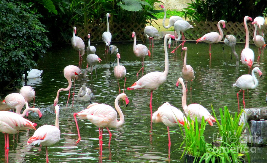 Flamingos 9 Photograph by Randall Weidner
