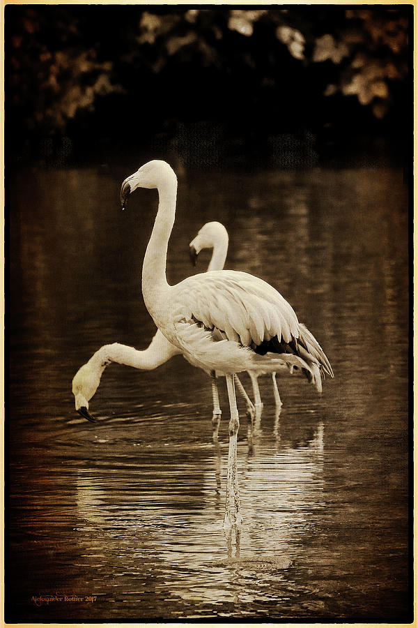 Flamingos Photograph by Aleksander Rotner