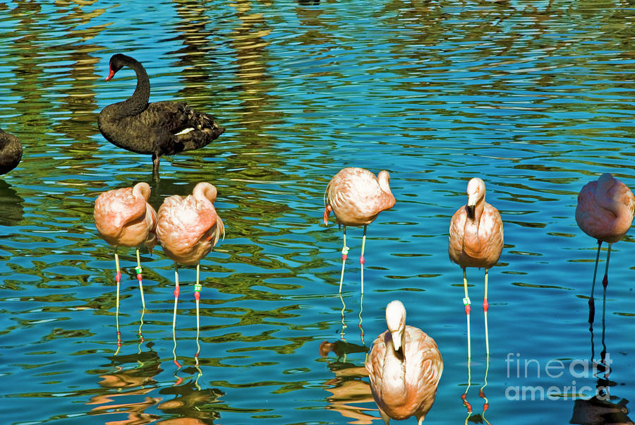 Flamingos and Black Swan Photograph by David Zanzinger