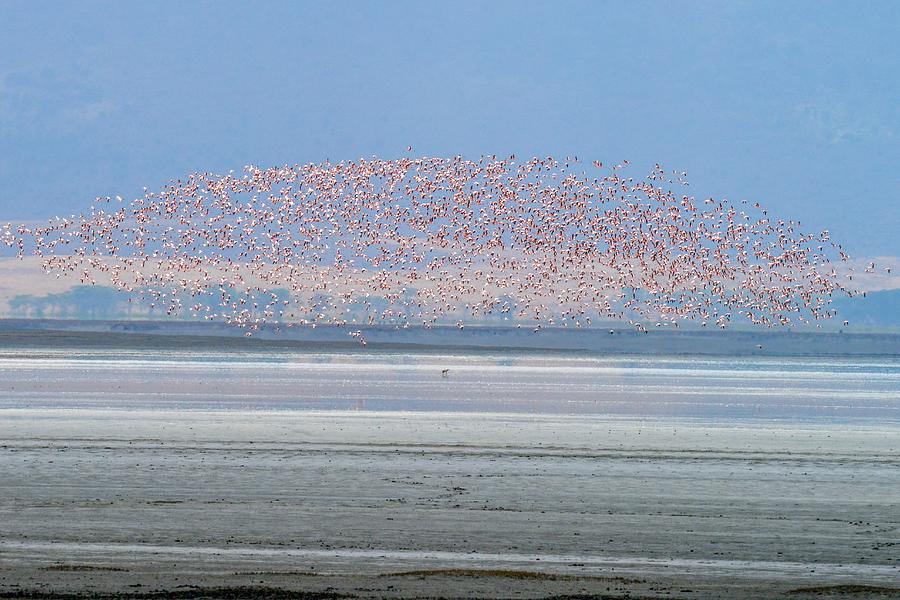 Flamingos and Golden Jackal in Tanzania Photograph by Marilyn Burton