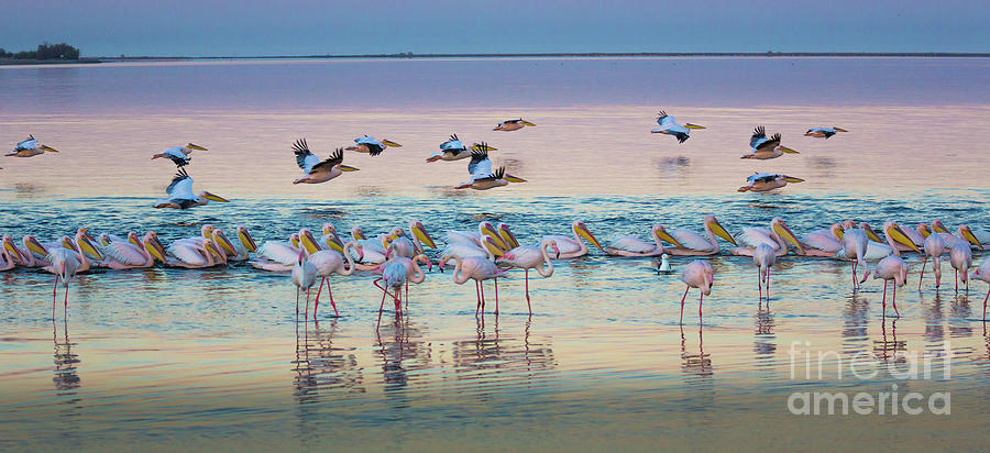 Flamingos and Pelicans Photograph by Inge Johnsson