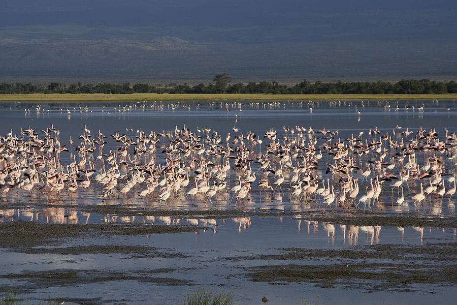 Flamingos at Amboseli Photograph by Michele Burgess