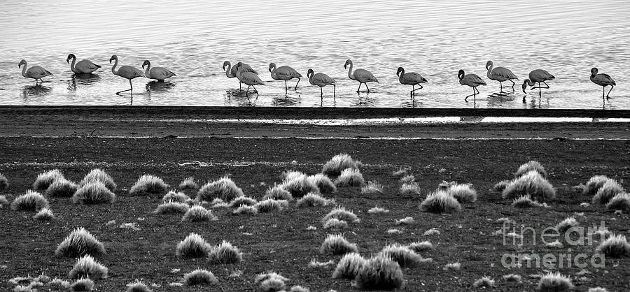Flamingos at Torres Del paine, Chile. Photograph by Bernardo Galmarini
