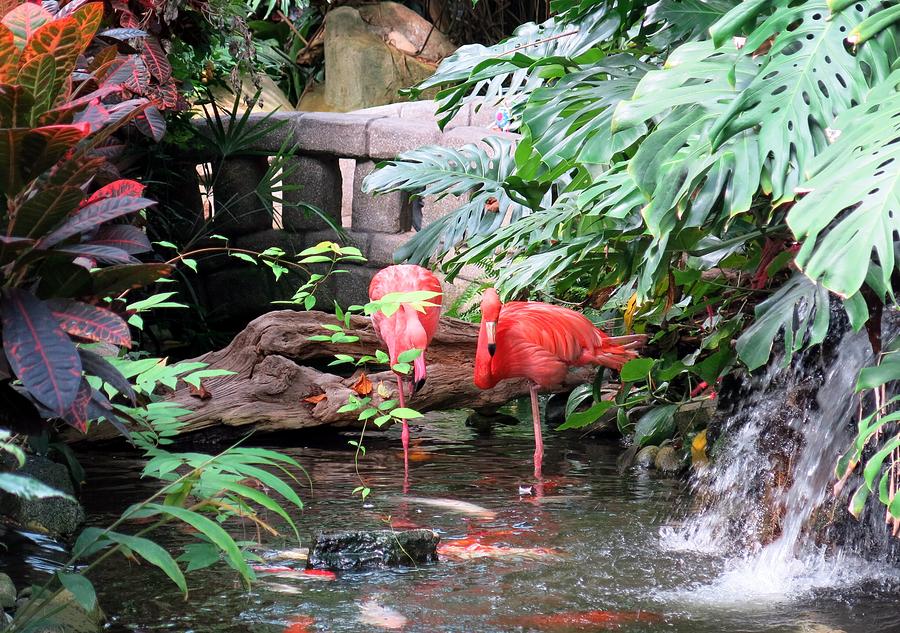 Flamingos Photograph by Betty Buller Whitehead
