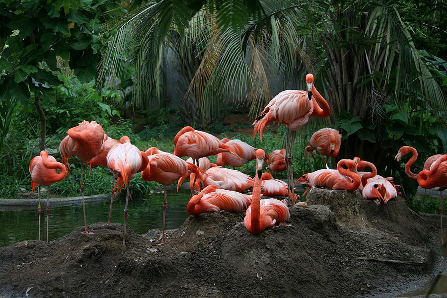 Bird Photograph - Flamingos by Cathy Harper