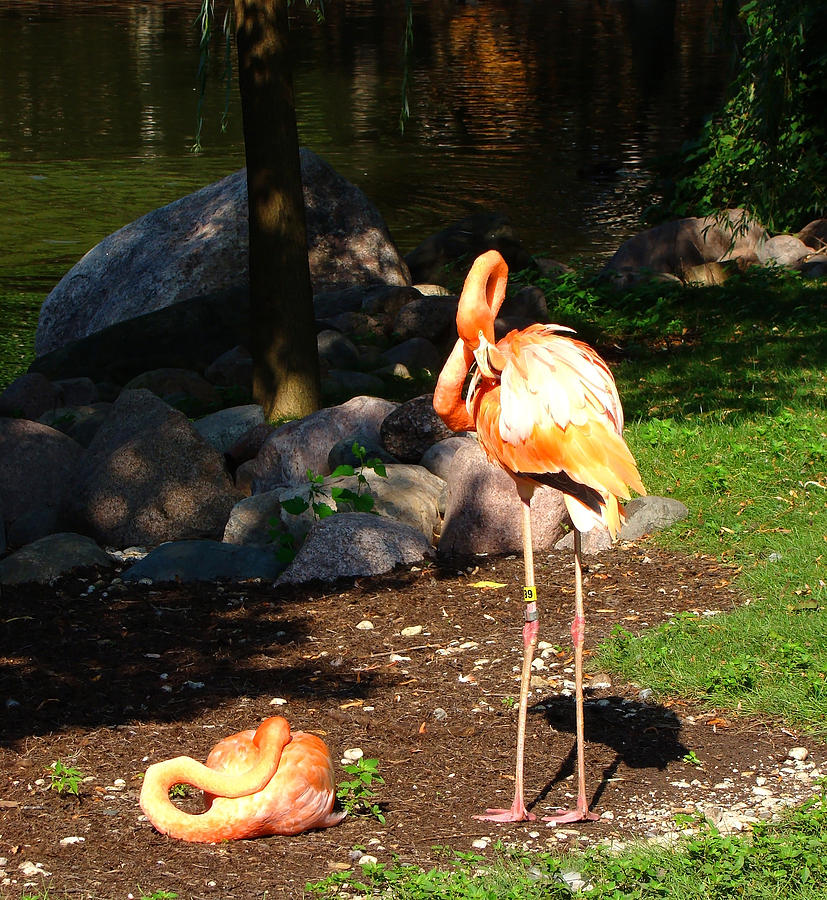 Flamingos Chillaxin Photograph by Todd Zabel