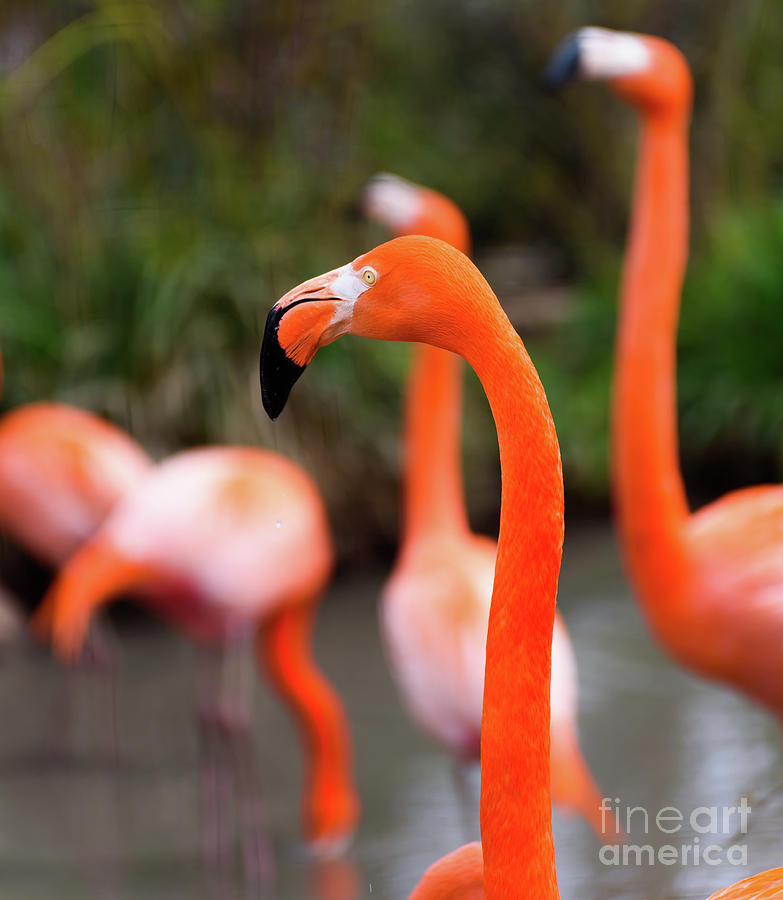 Flamingos Photograph by Colin Rayner