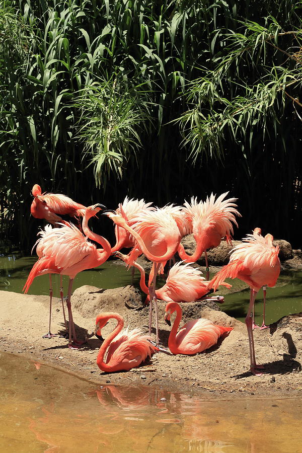 Flamingos Photograph by David Diaz