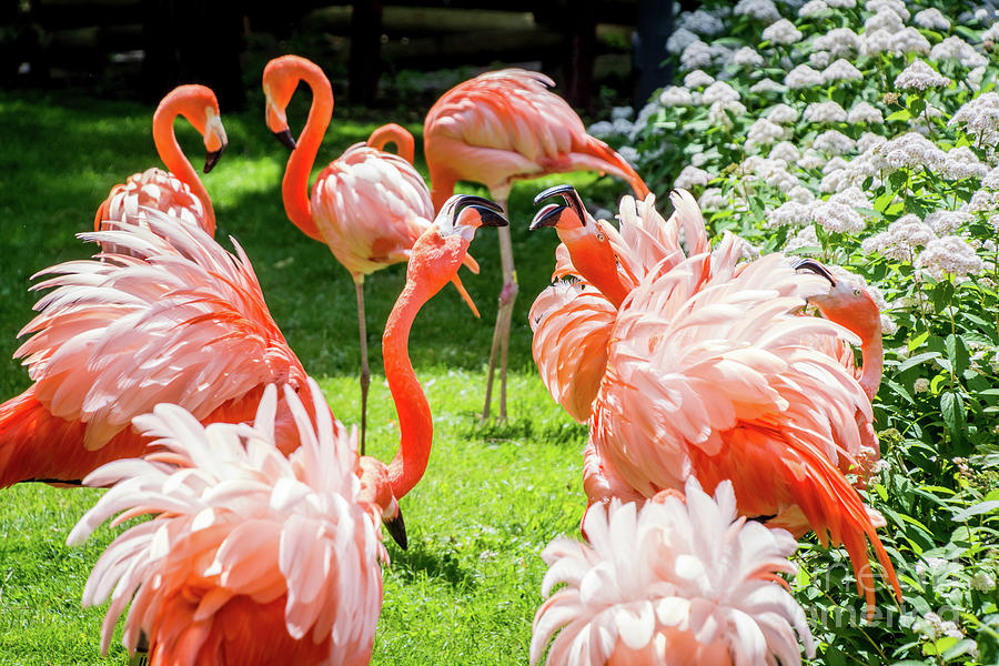 Flamingos Photograph by Deborah Klubertanz