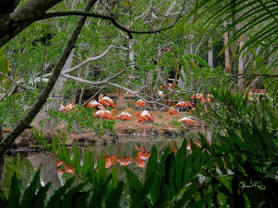 Flamingos Framed by Ferns Photograph by Susan Molnar