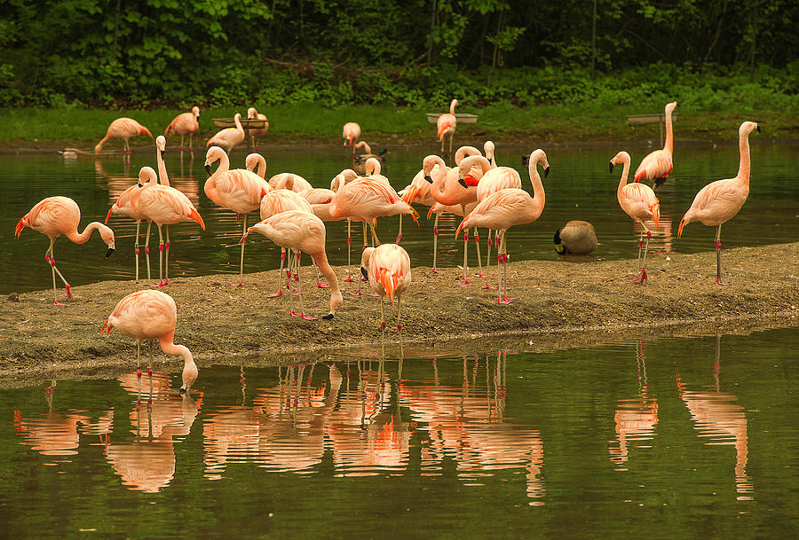Flamingos Photograph by Gordon Ripley