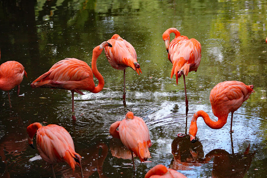 Flamingos Grooming Photograph by DB Hayes