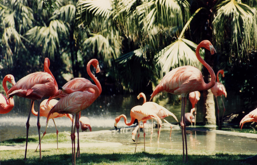 Flamingos Photograph by Harvie Brown