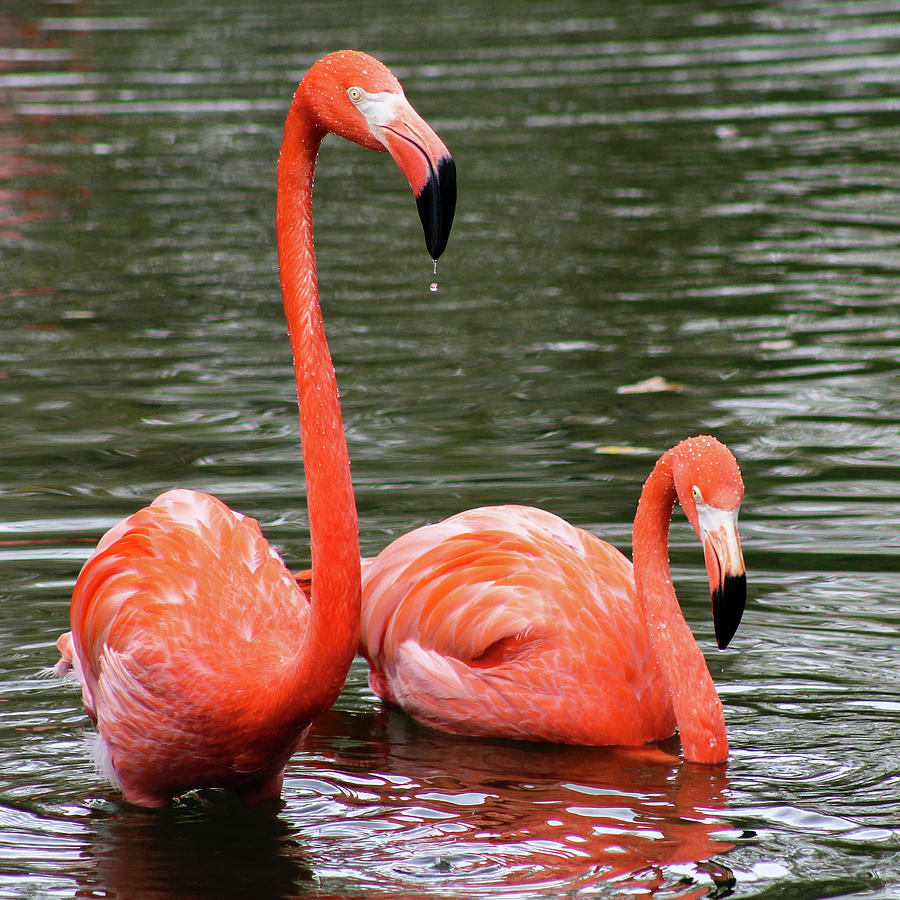 Flamingos Photograph by Holly Ross