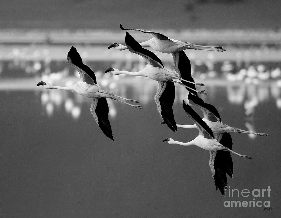 Flamingos In Flight-BW-Signed Photograph by J L Woody Wooden
