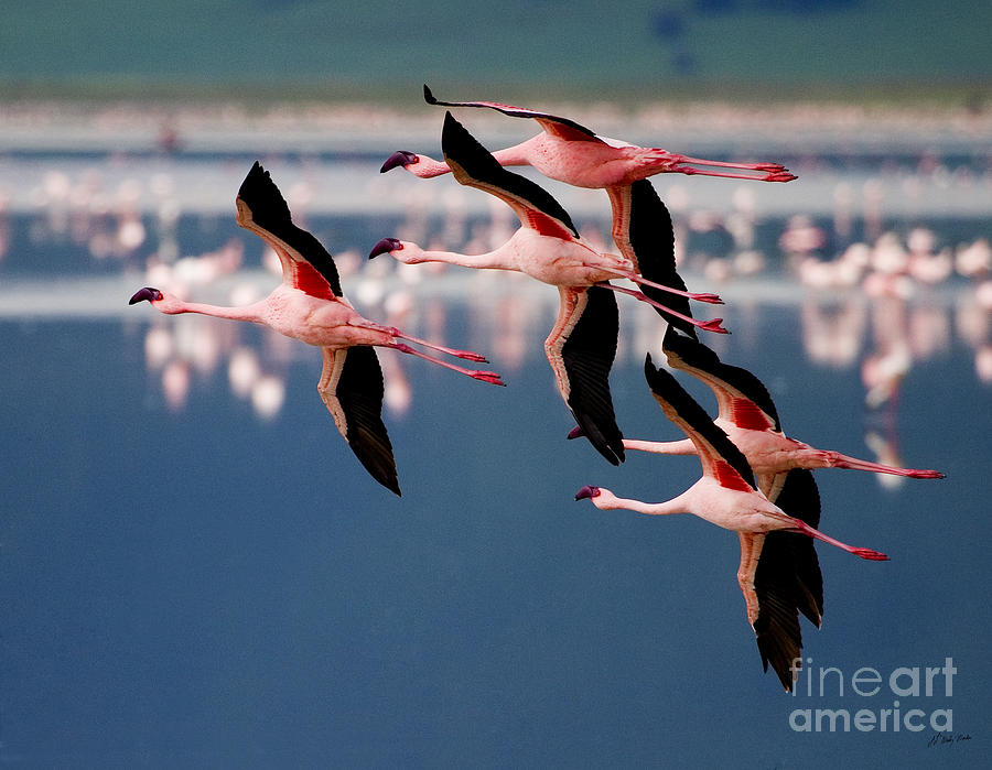 Flamingos In Flight-Signed Photograph by J L Woody Wooden