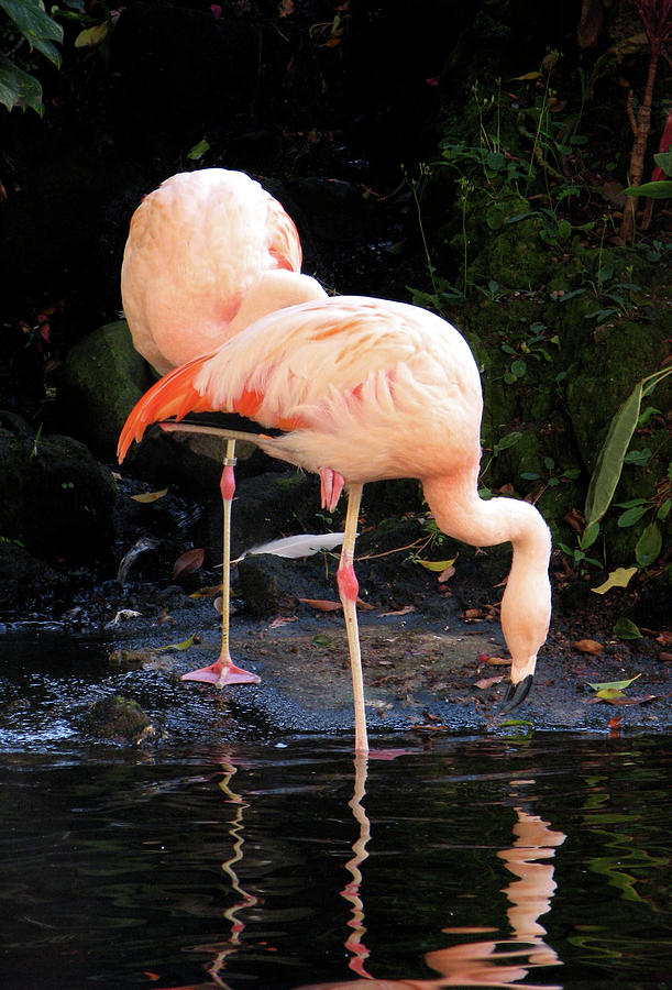 Flamingos In Paradise Photograph
