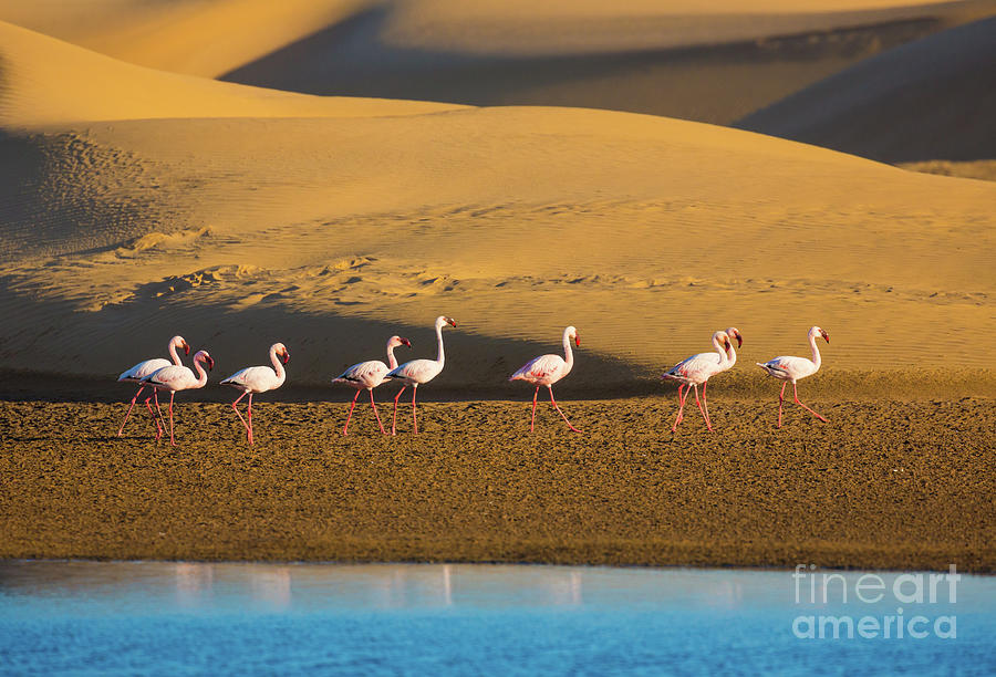 Flamingos in the Sand Dunes Photograph by Inge Johnsson