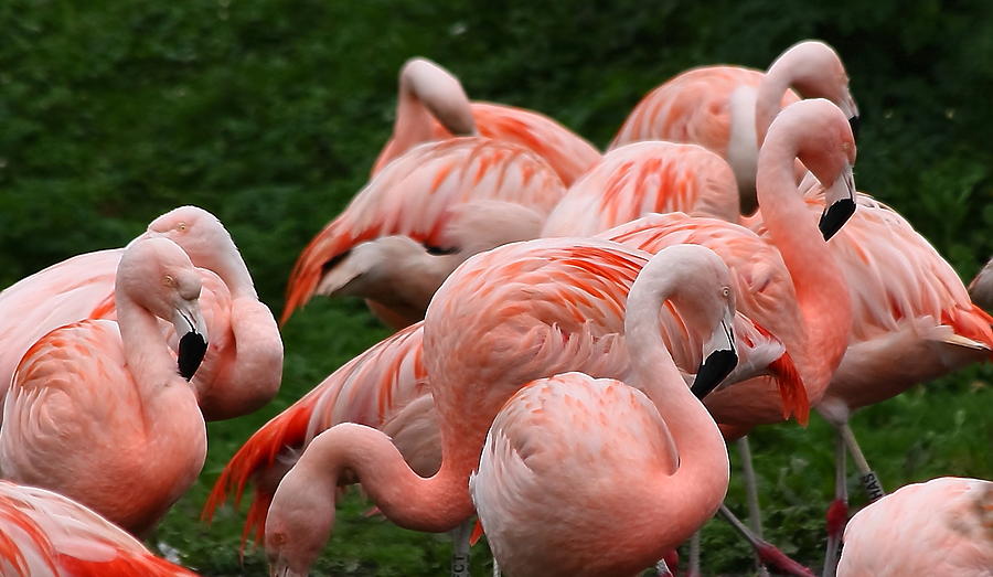 Flamingos Photograph by Jeff Townsend